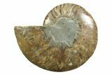 Cut & Polished Ammonite Fossil (Half) - Madagascar #354138-1